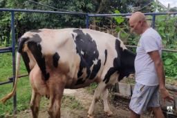 कोरियाबाट गाई आयात : दूध उत्पादनमा सिन्धुलीलाई नमूना बनाउने अभियान