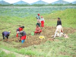 राष्ट्रिय कृषक दिवस मनाइँदै, कृषिलाई व्यावसायिक बनाउनुपर्नेमा जोड