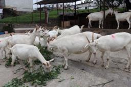चित्लाङमा दूध उत्पादनका लागि  बाख्रा विकास गरिँदै