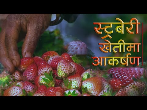 स्ट्रबेरी खेतीमा रमाएका किसान काठमाडौँ महानगरको नीतिले चिन्तित