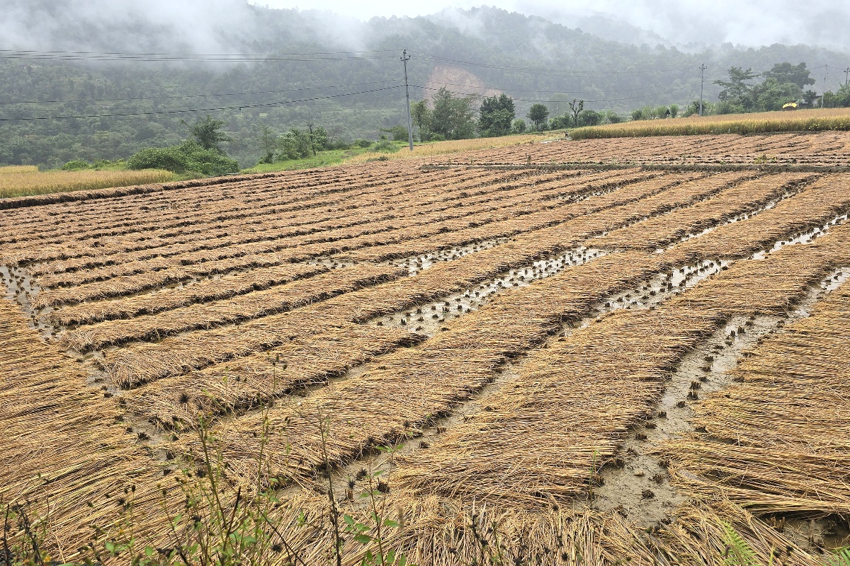 कृषक भन्छन्– वर्षाले धान मात्रै होइन हाम्रो मिहिनेत पनि बगायो