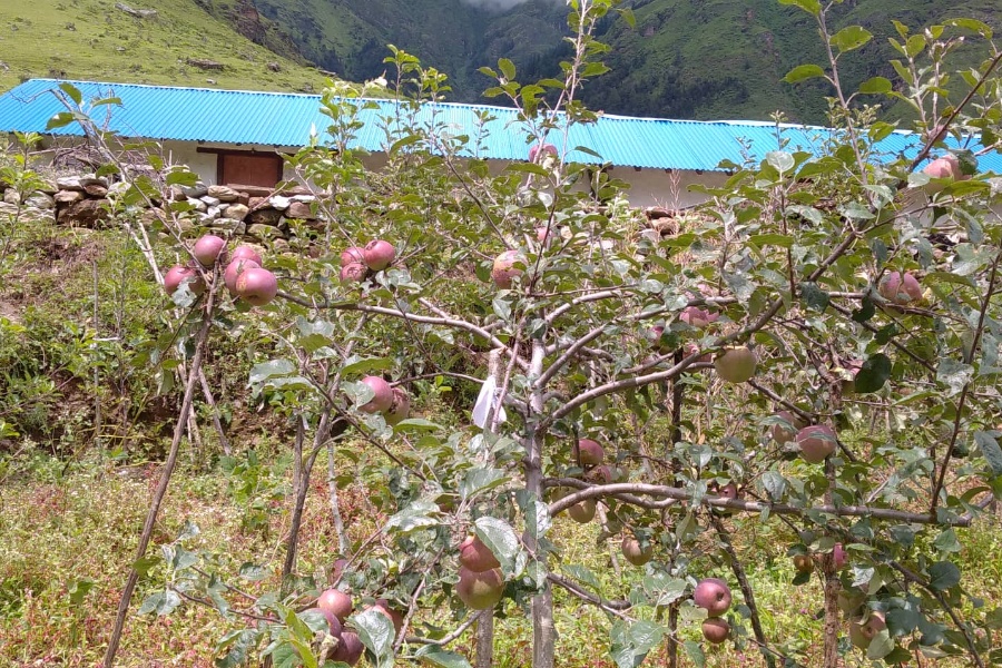 वर्षा र असिनाका कारण बागलुङमा घट्यो स्याउ उत्पादन