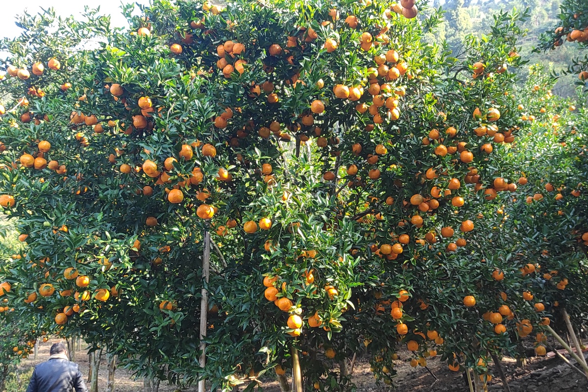 सुन्तलाखेतीमा जलवायु परिवर्तनको प्रभाव: घट्यो उत्पादन