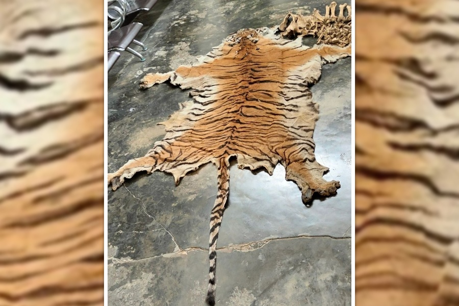 बाँकेमा पाटेबाघको छाला र हड्डीसहित ४ जना पक्राउ