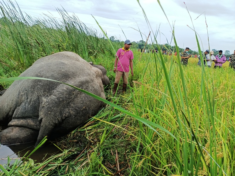 करेन्ट लगाएर धमाधम मारिँदै हात्ती, रोकिएन मान्छेसँगको द्वन्द्व