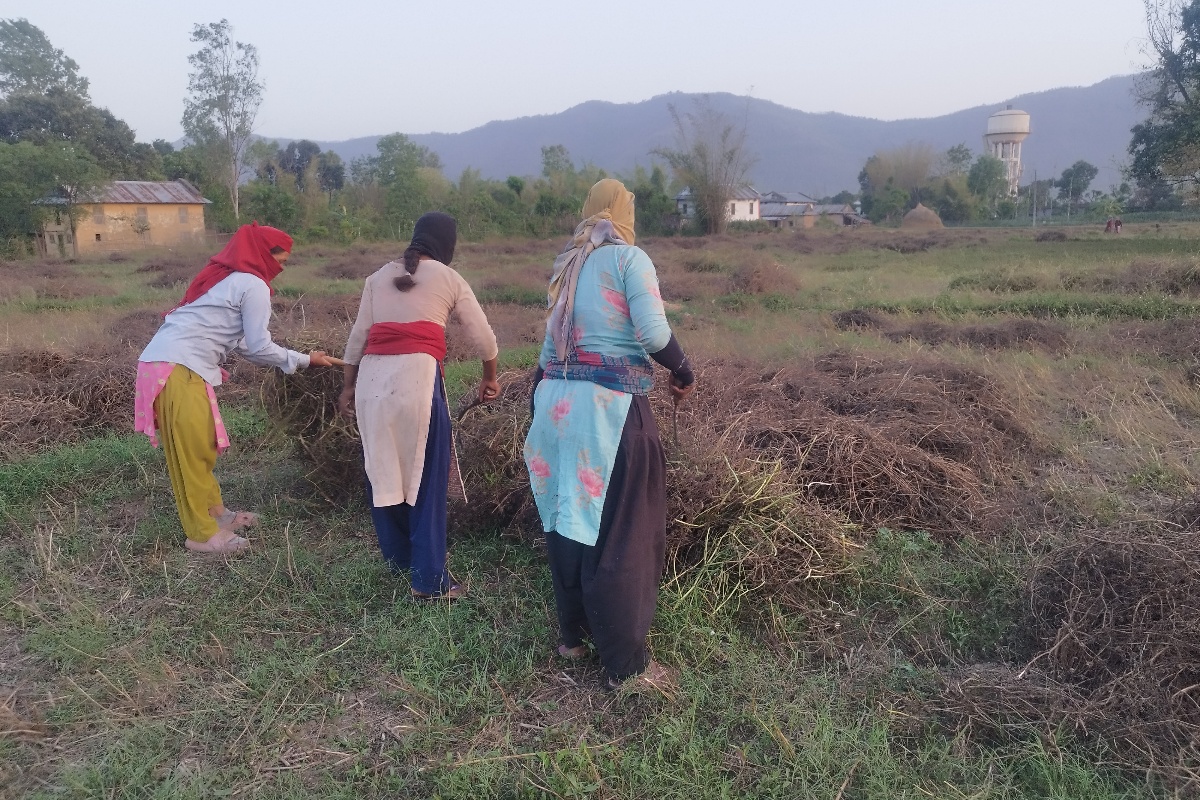 बर्सिम घाँसको बीउबाट आम्दानी गर्दै दाङका किसान