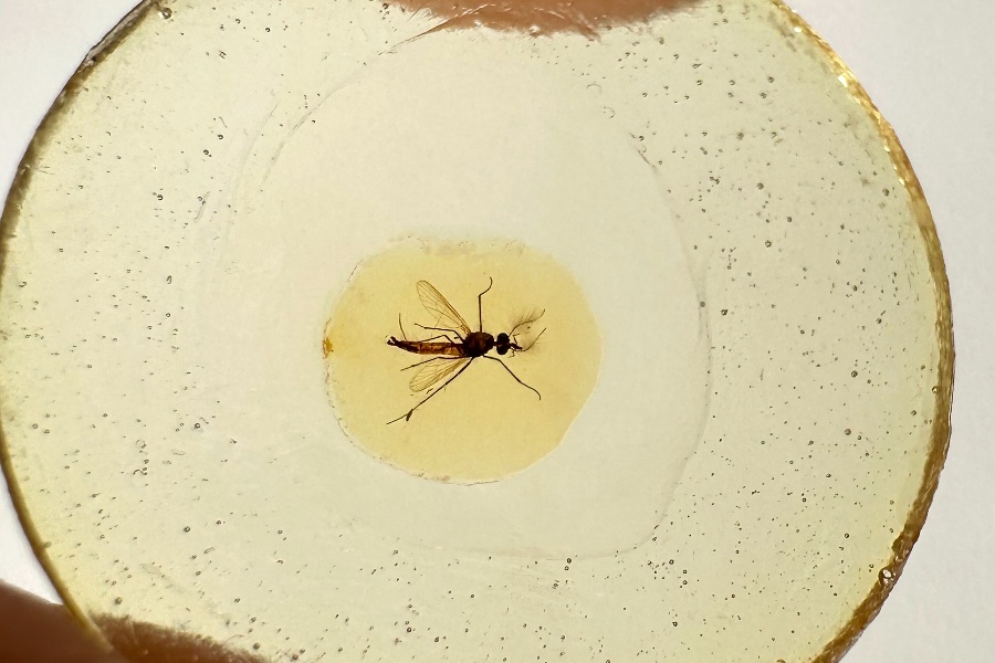 भेटियो १३ करोड वर्ष पुरानो लामखुट्टेको जीवाश्म