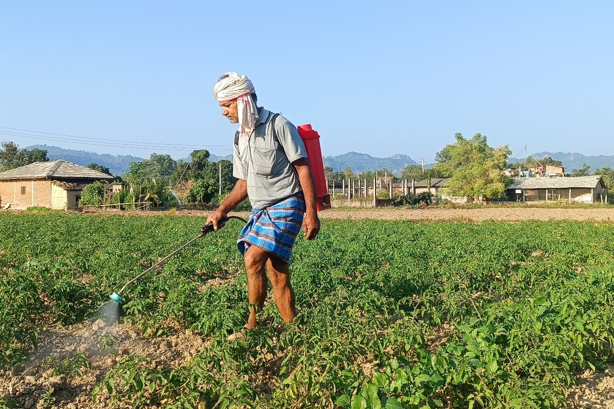 व्यापार छाडेर टमाटरखेती, वार्षिक ५ लाखसम्म आम्दानी