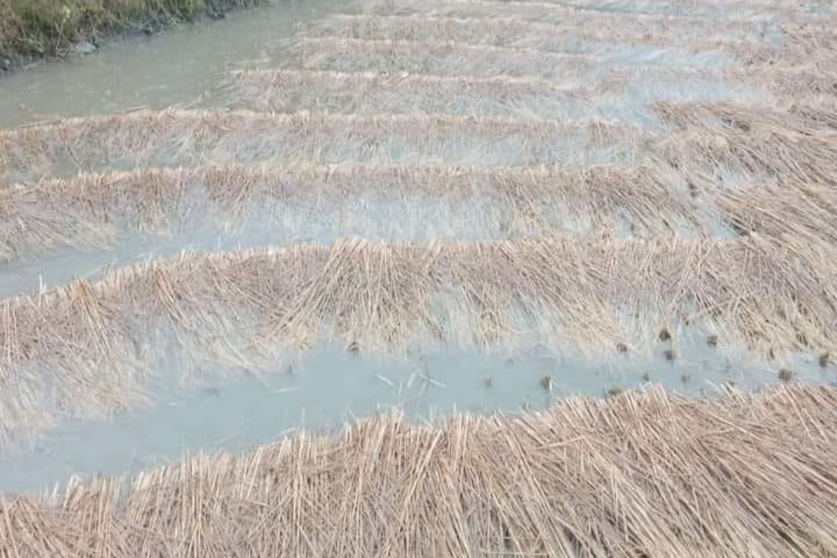 तनहुँ र म्याग्दीमा भित्र्याउने बेलाको धानबालीमा वर्षाले क्षति