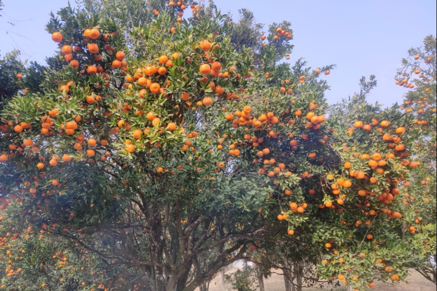 खोटाङबाट ३६ करोडभन्दा बढीको सुन्तला बिक्री