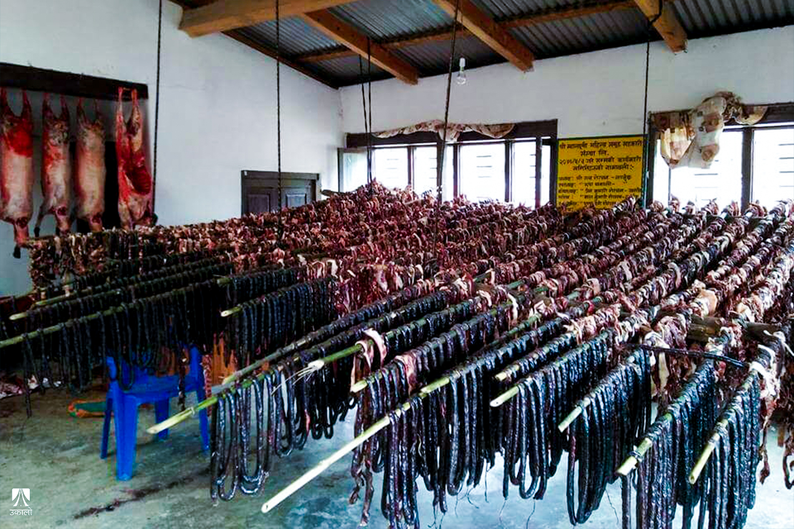 मुस्ताङमा बेच्नका लागि सुकुटी तयार गरिँदै। फाइल तस्वीर