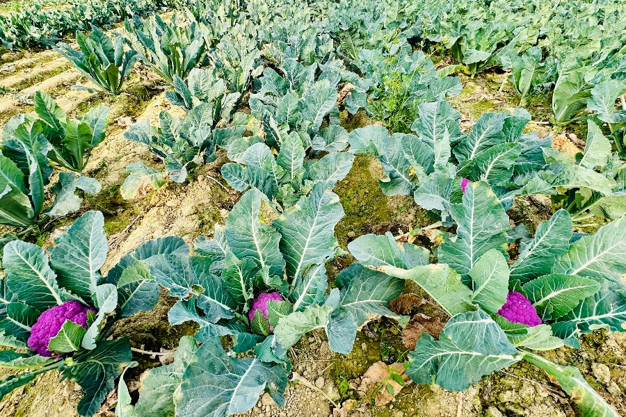 लहानका रतन साहले फलाए रंगीन काउली