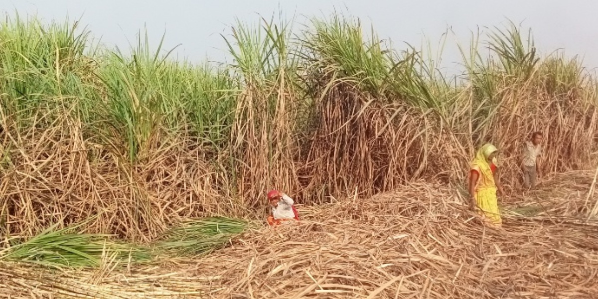 बजार अभावका कारण कैलालीमा घट्दै उखुखेती 