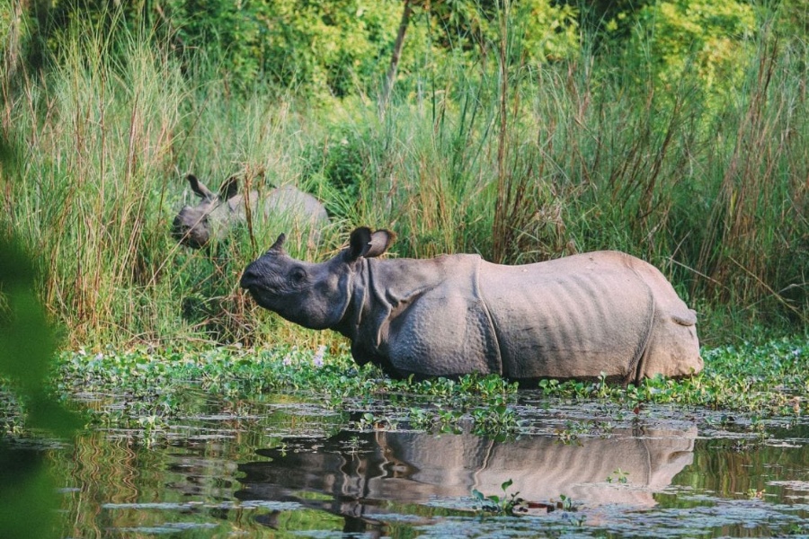 वन्यजन्तु संरक्षण चुनौतीपूर्ण बन्दै, १० महिनामा मरे २१ गैँडा