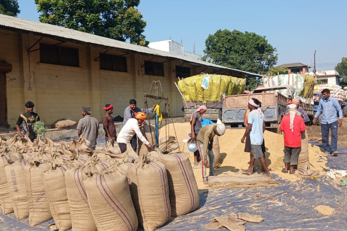 बाँकेका किसानले खाद्यलाई बेचे ११ करोडको धान