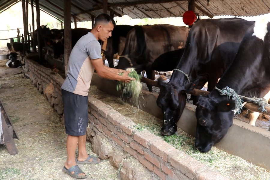 
वैदेशिक रोजगारीबाट फर्केर गाईपालन, मासिक १ लाख आम्दानी