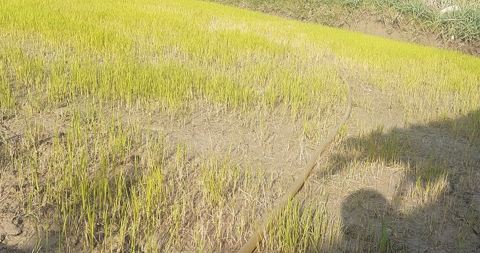 खडेरीले  सुक्न थाल्यो ब्याडको बीउ, धान रोप्न नपाएर किसान चिन्तित