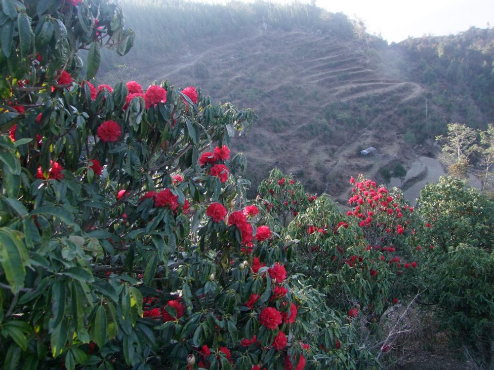 समयअगावै फुल्दै लालीगुराँस, लोप हुँदै पैयुँ