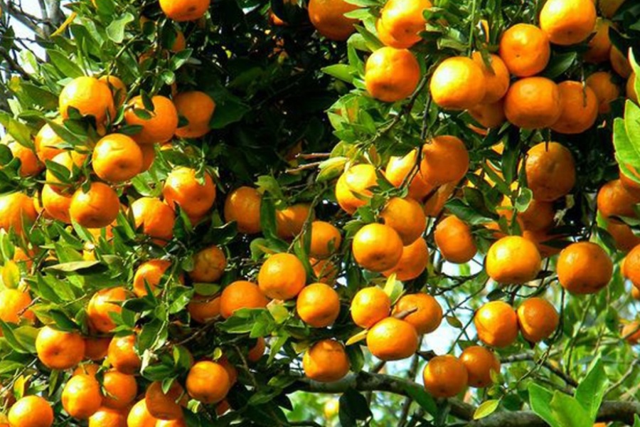 सोलुखुम्बुमा सुन्तलाको उत्पादन बढ्यो, बजार भने अभाव