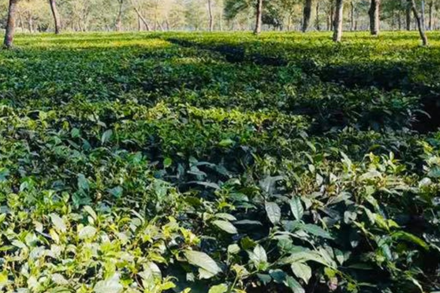 रासायनिक मल उपलब्ध गराउन झापाका चिया उद्योगीको माग