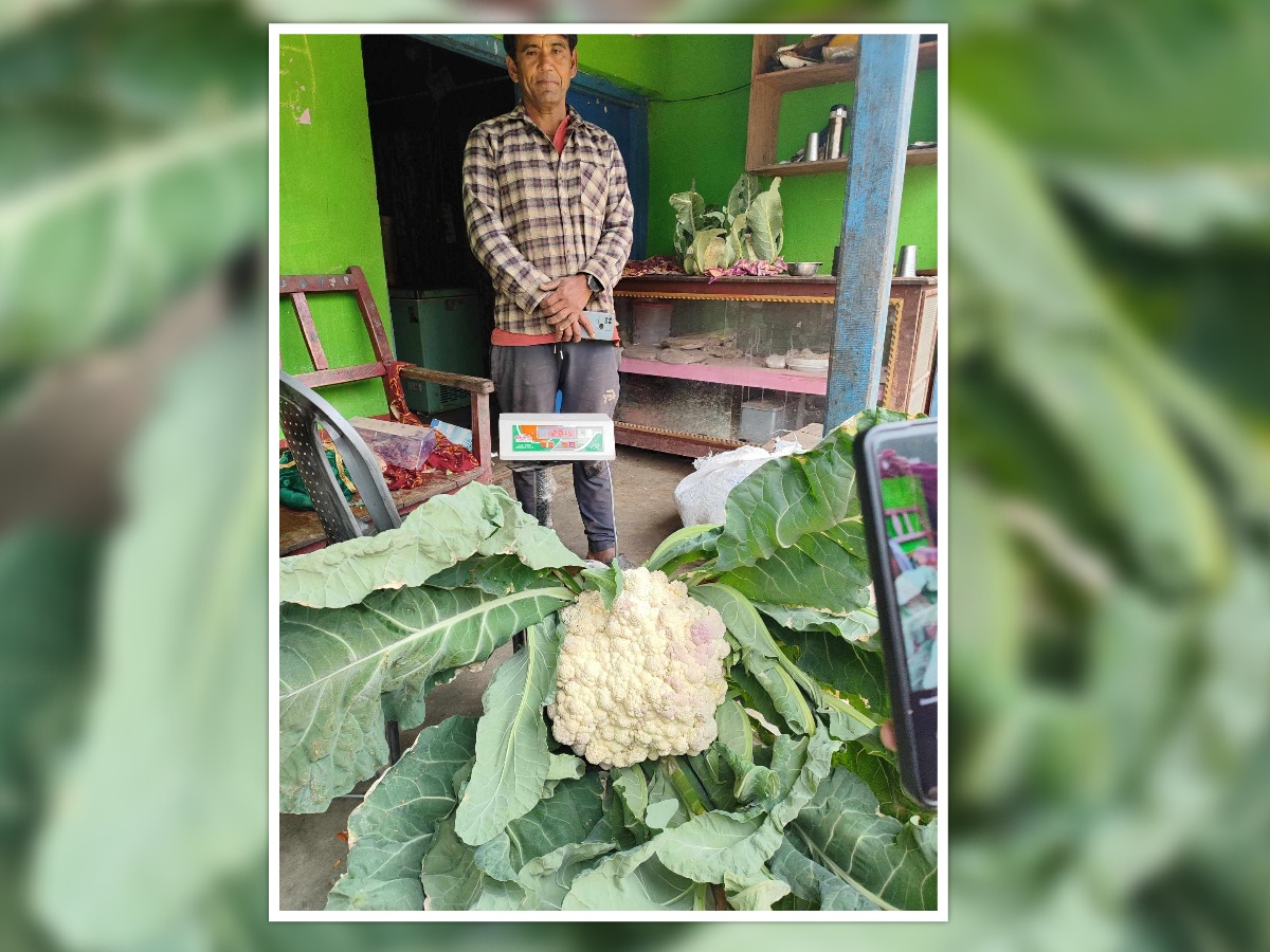 १२ किलोको काउली फलाएका पदम, भन्छन्– विदेश जाने सोच कहिले पनि आएन