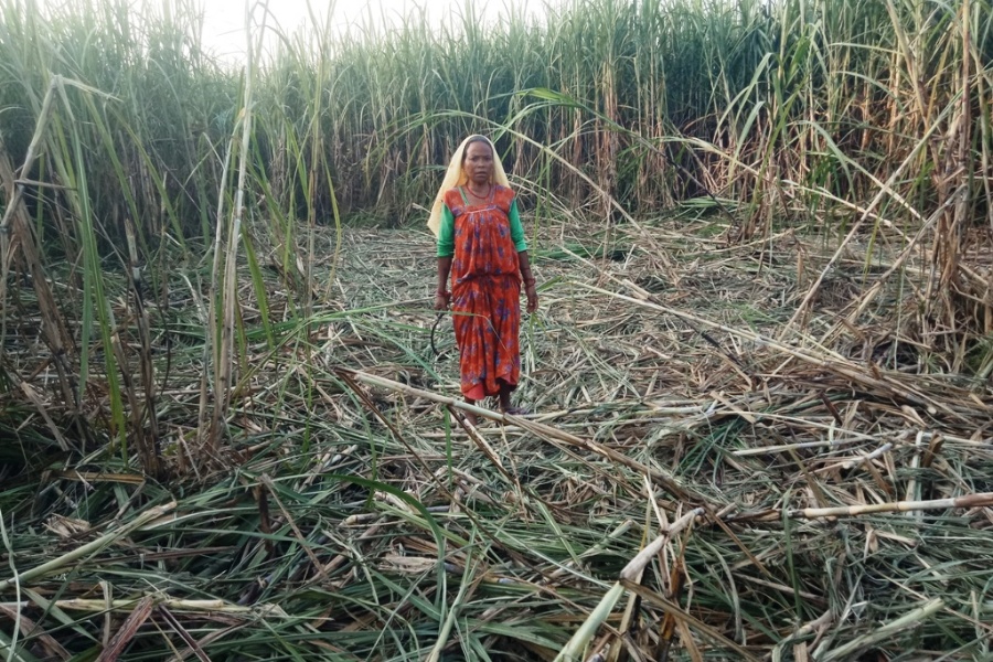 उखु बालीमा जंगली हात्ती पसेपछि‍…