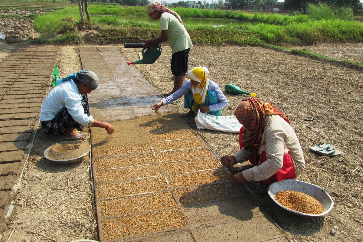 मेसिनबाट धान रोपाइँ गर्न ‘ट्रेमा’ बीउ राख्दै कञ्चनपुरका किसान