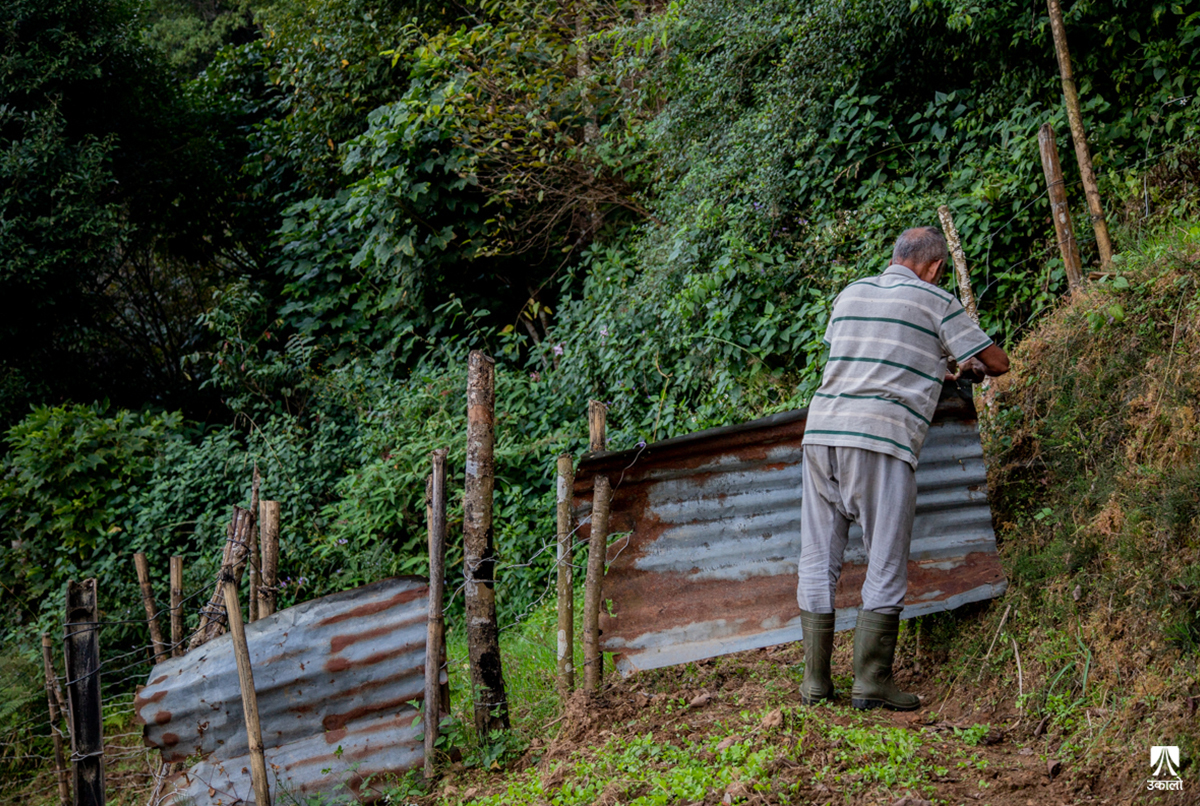 तारजाली नै तोडेर बँदेलले बाली सखाप, किसानले बाँझो छाड्न थाले खेतबारी (भिडियोसहित)