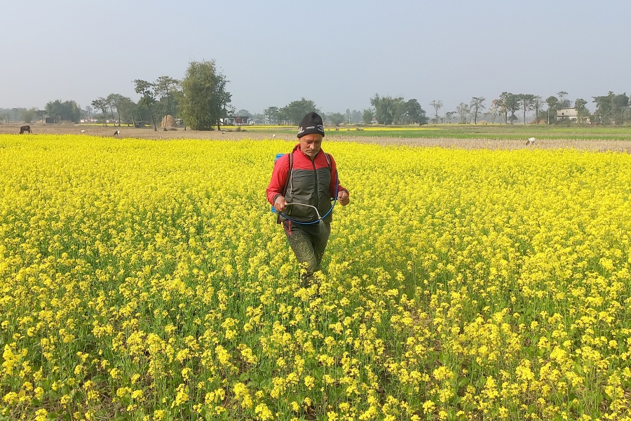 हल्दीबारी गाउँपालिकाको दुई हजार ५०० बिघामा तोरी खेती   
