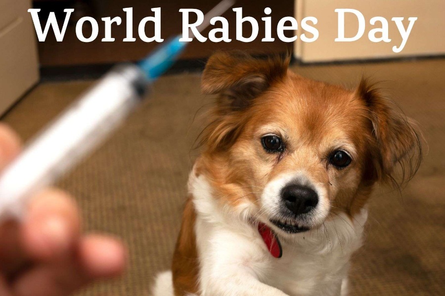 विश्व रेबिज विरुद्धको दिवस: नेपालमा चुनौती बन्दै रेबिज