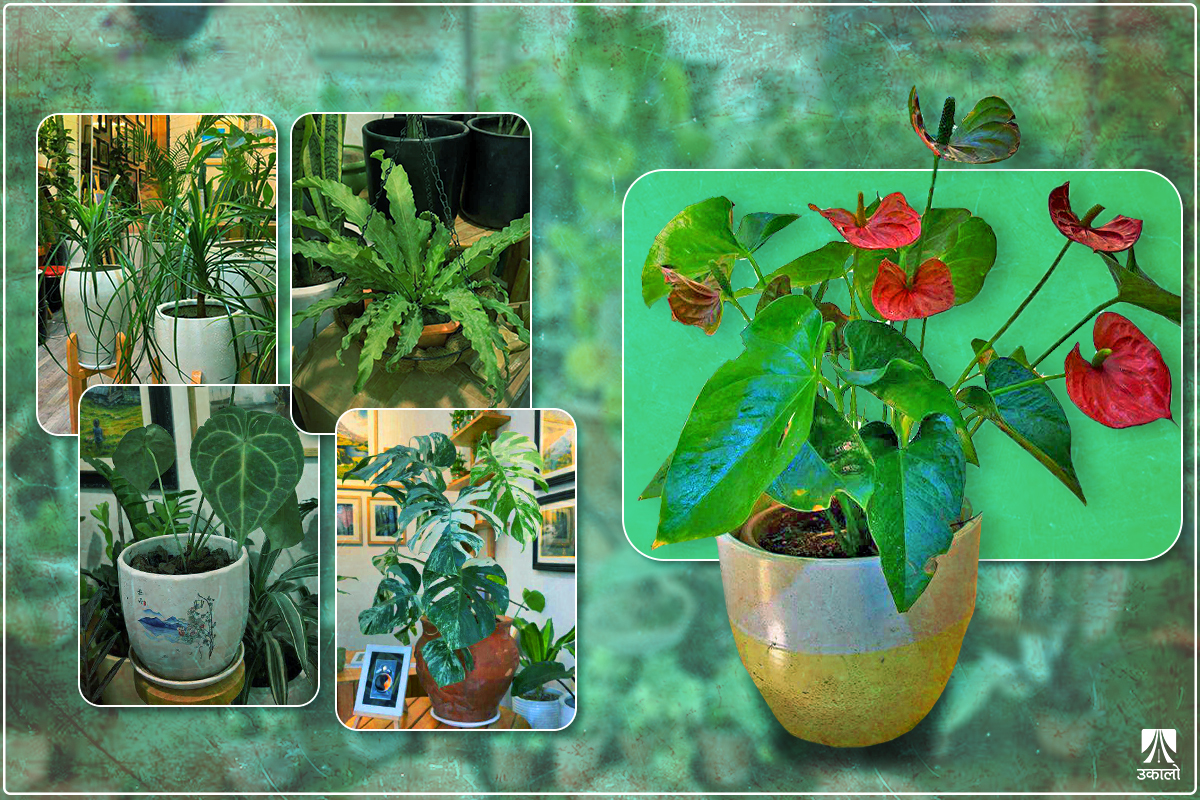 नेपालमा ‘इन्डोर प्लान्ट’: कसरी शुरू भयो, किन राख्ने?