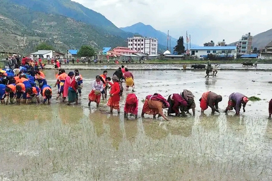 जुम्लाका किसान मार्सी धान रोपाइँमा व्यस्त