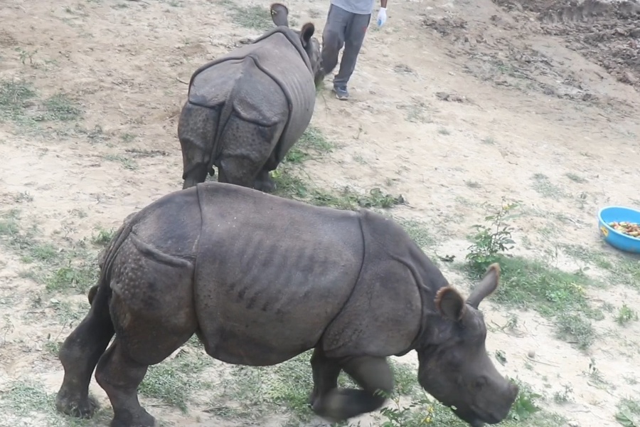 चितवनका पुष्पा र अञ्जलीलाई कोशीटप्पुमा सारियाे