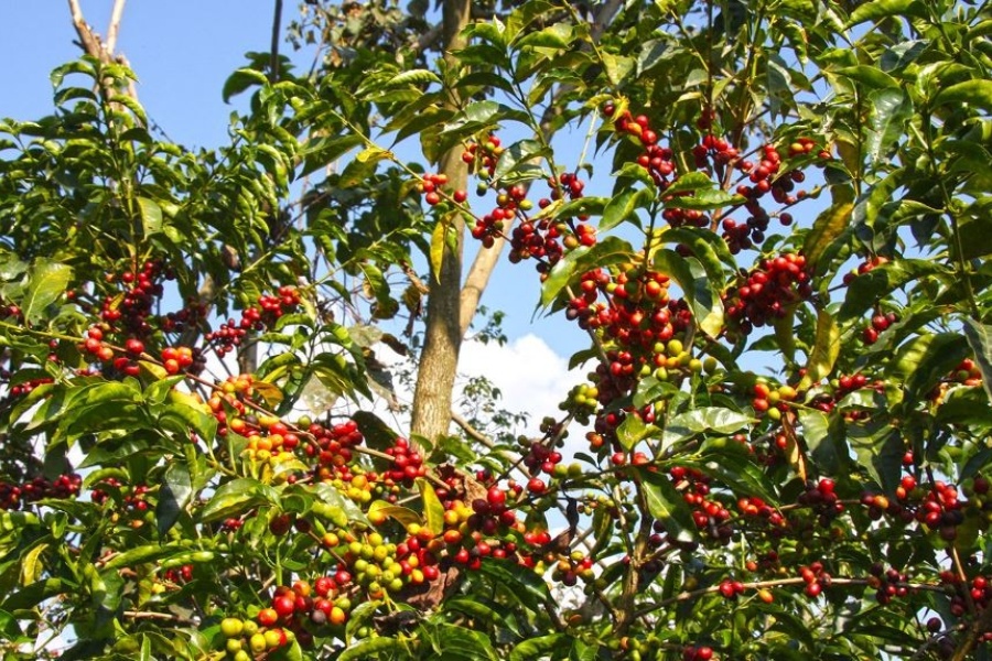 कफीले प्रतिफल नदिएको गुल्मीका किसानको गुनासो