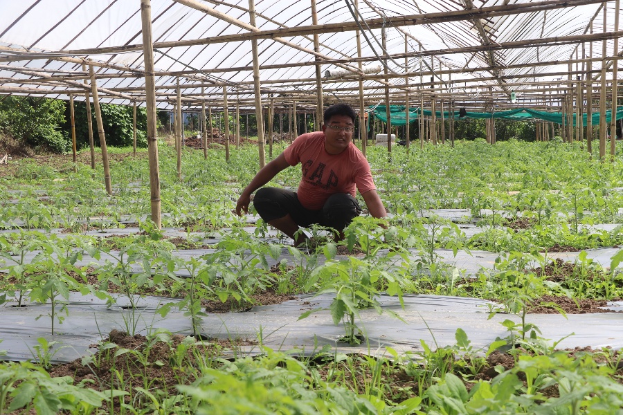कृषिमा भविष्य देखेका धनकुमार: वार्षिक ५ लाखसम्म आम्दानी, ६ जनालाई रोजगारी
