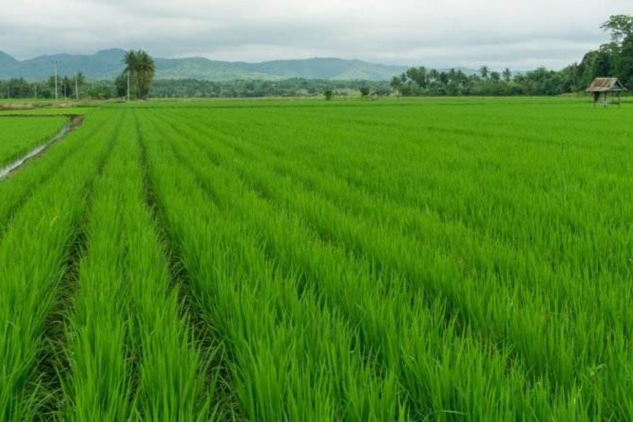 चैते धानखेती गर्ने किसानलाई पालिकाको अनुदान