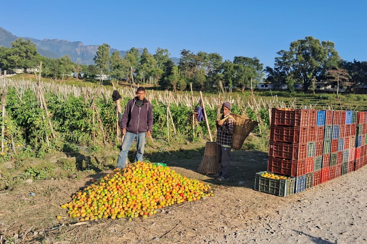 गोलभेँडा बेचेर वार्षिक ७ लाख मुनाफा, १० जनालाई रोजगारी
