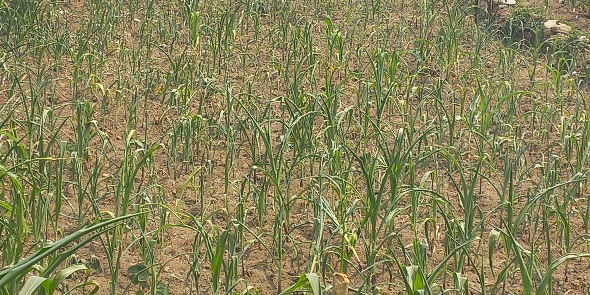 हुम्लामा खडेरी: खेतमै सुक्न थाले बाली