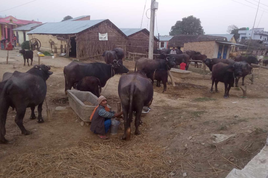 भैँसीपालन गरेर जीवन निर्वाह