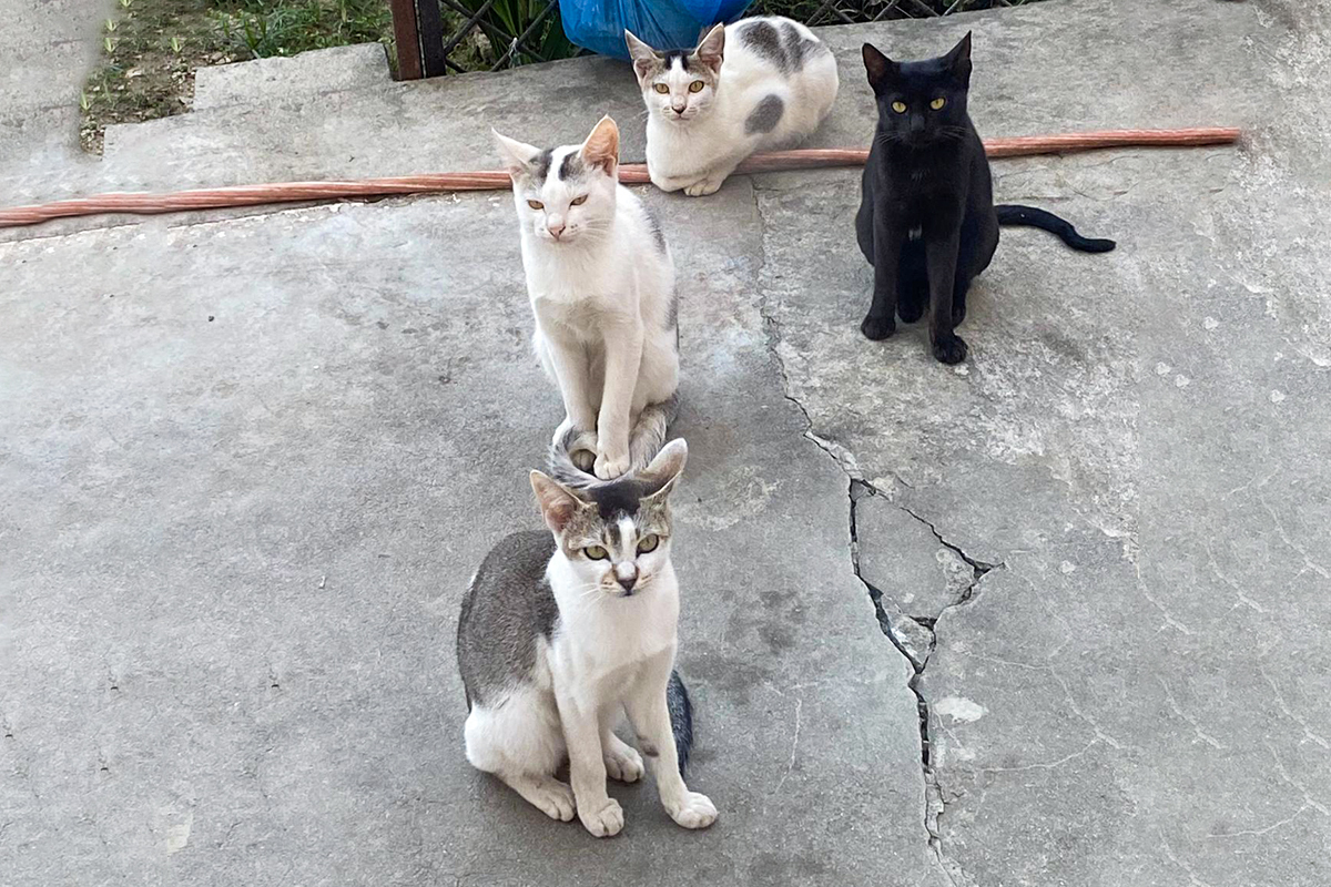 सिकार प्रयोजनका लागि पालिने बिरालो शहरमा सोख बन्दै