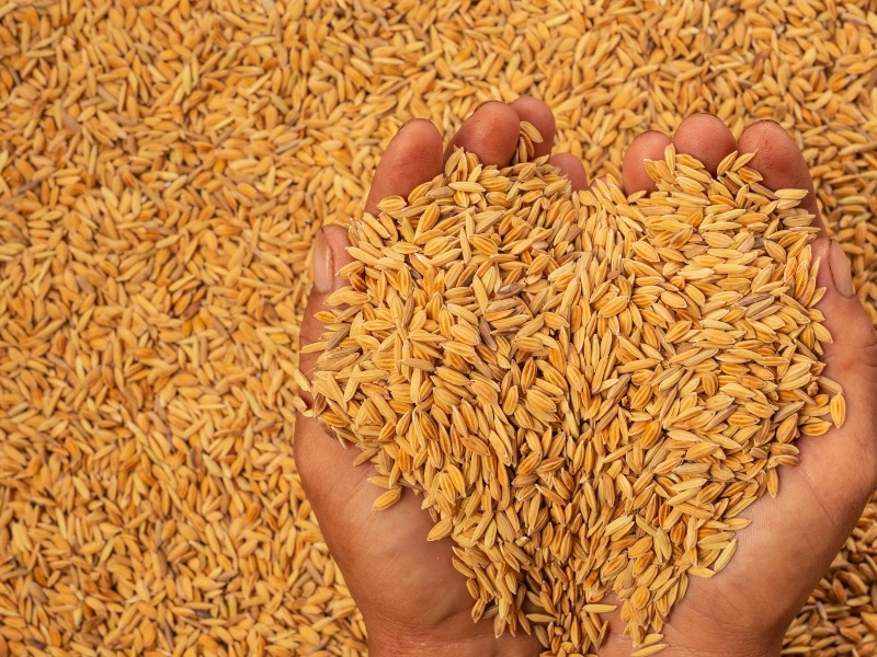 पर्वतमा जेठोबुढो धानको उन्नत बीउ उत्पादन गरिँदै