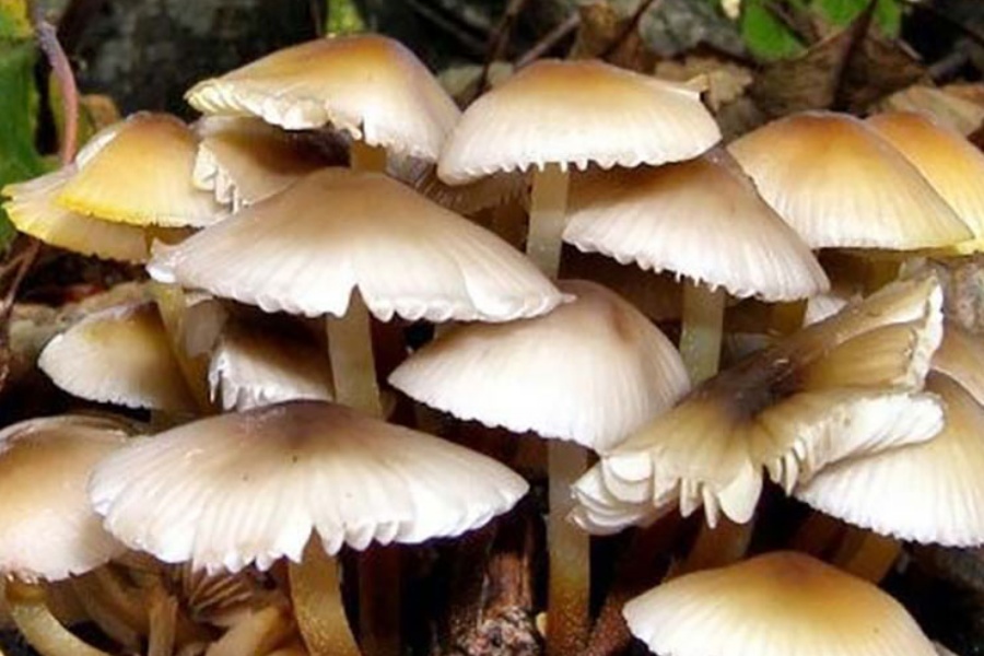 जंगली च्याउ सेवनबाट आमाछोराको मृत्यु