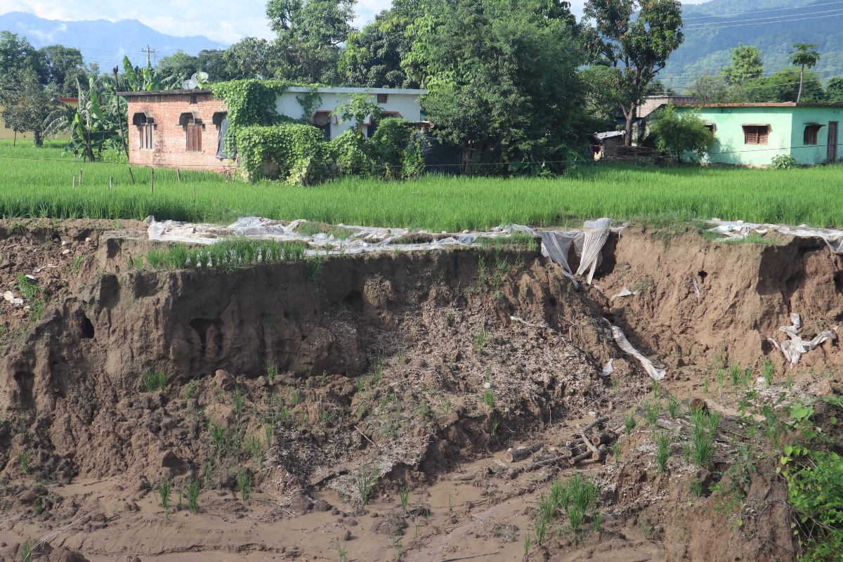 भीमदत्तमा नहर भत्किँदा बग्यो धानखेत, ४ घरपरिवार जोखिममा