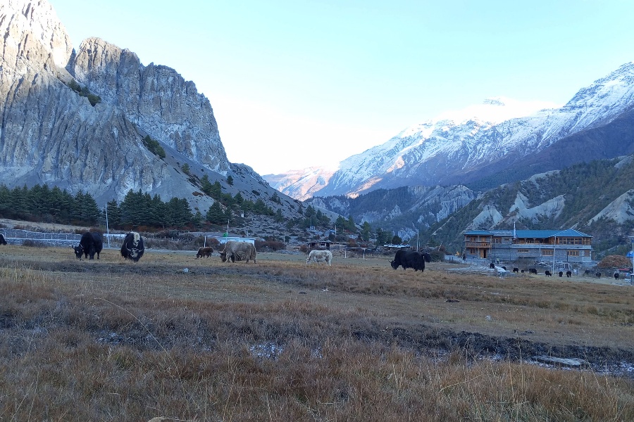 हिँउ माथि सर्न थालेपछि चिन्तित मनाङबासी