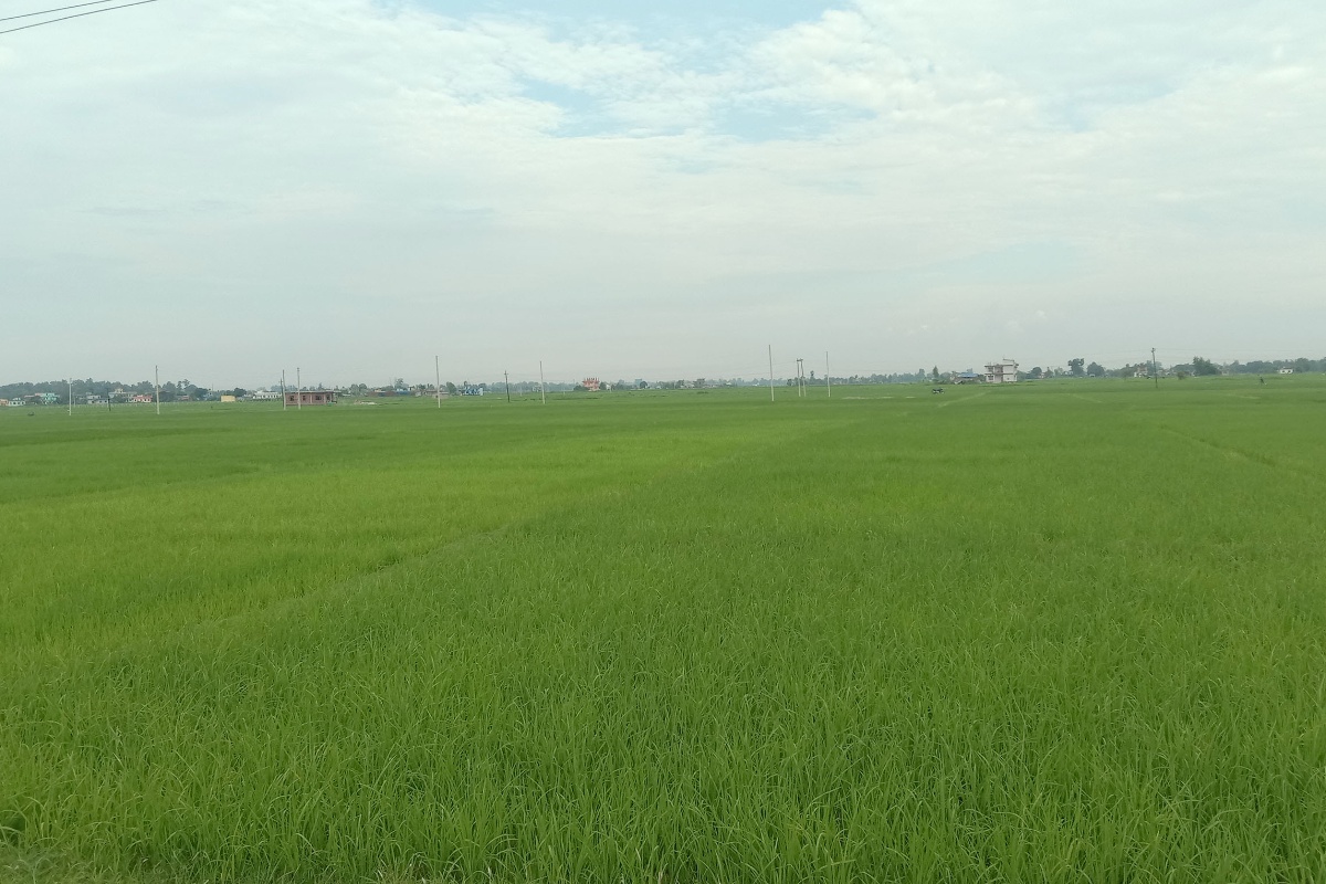 मनसुनी वर्षा : कृषिमा कस्तो पर्छ असर?