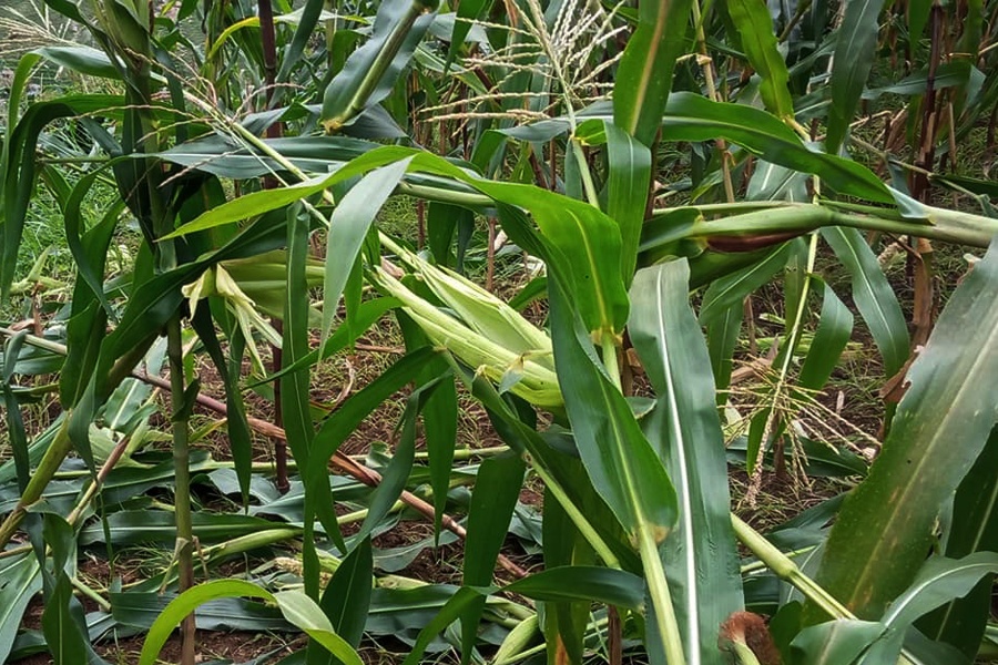 बाँदर आतंकले हैरानी: दिनभर कुरुवा बस्छन् स्थानीय