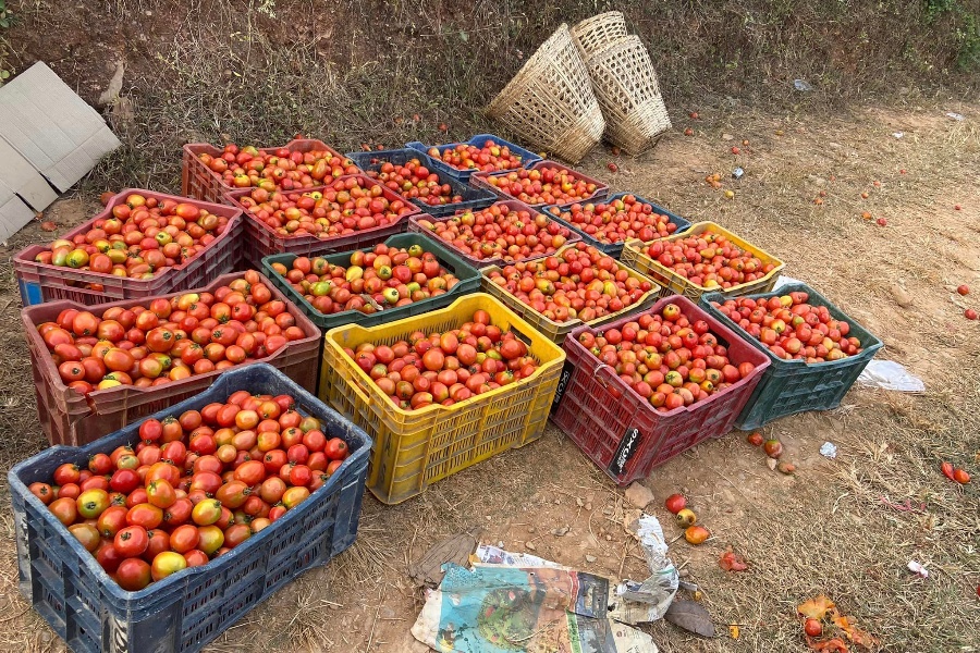 बजार नपाउँदा बारीमै कुहिन थाल्यो गोलभेँडा