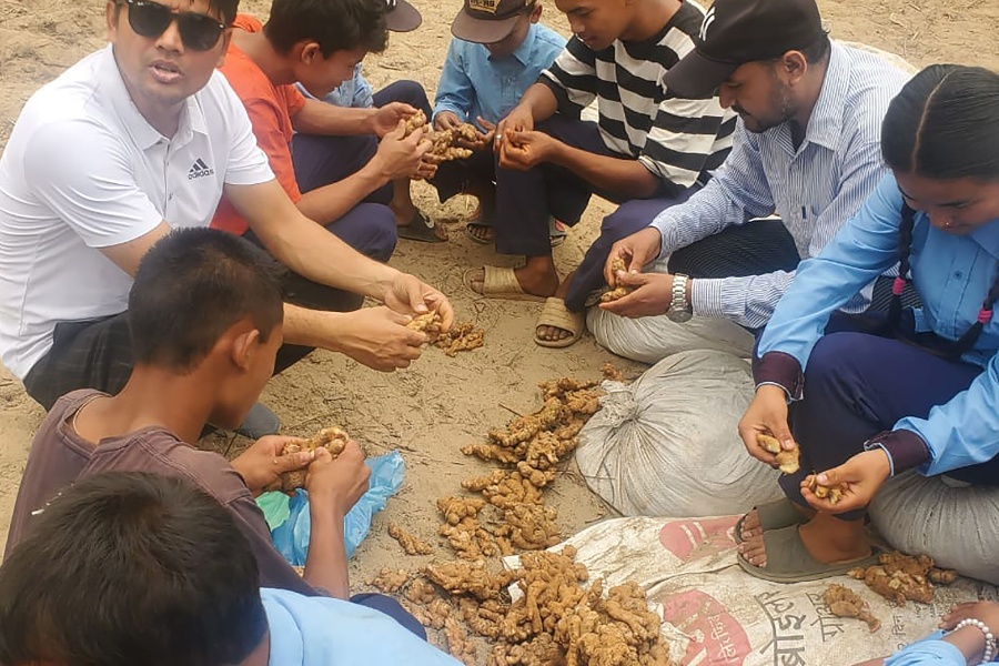 पढ्दै कमाउँदै कार्यक्रम : अदुवा खेतीमा विद्यार्थी