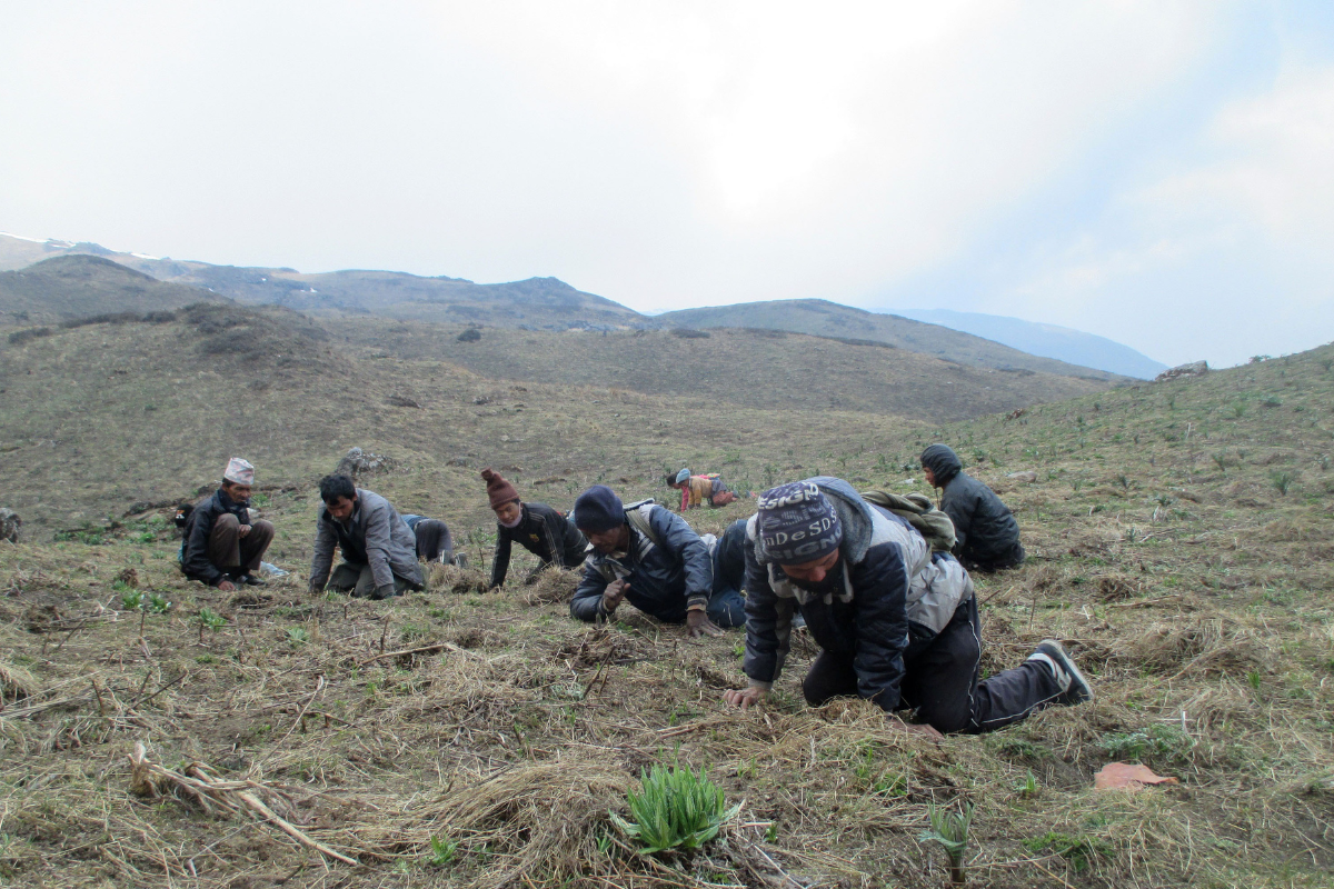 यार्सागुम्बा खोज्न हिमालतिर उक्लिए चिमखोलावासी