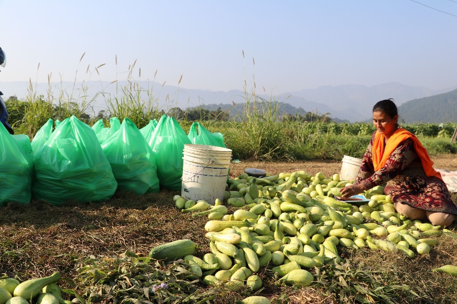 काँक्रो खेतीबाट आत्मनिर्भर बन्दै हुप्सेकोटका किसान